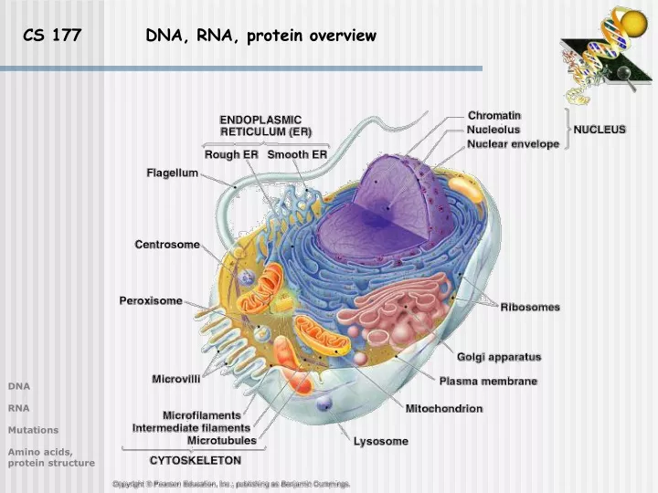 cs 177 dna rna protein overview