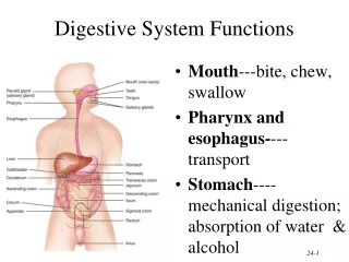 Digestive System Functions