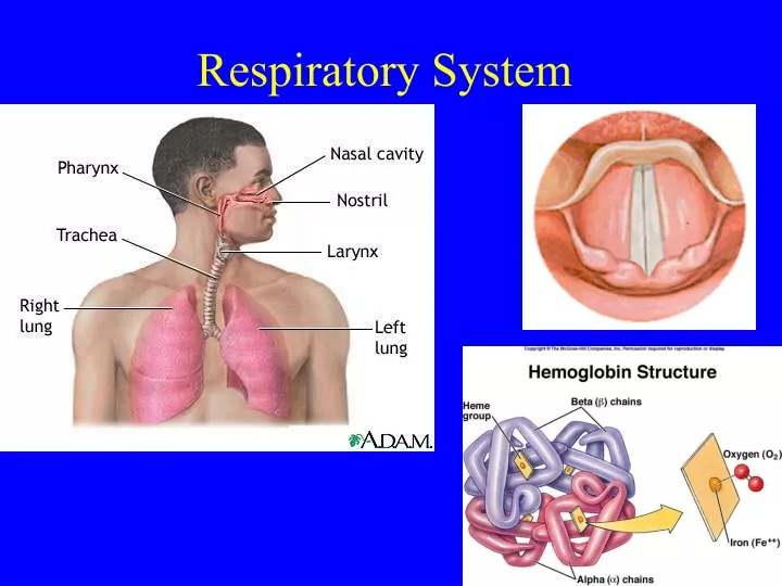 respiratory system