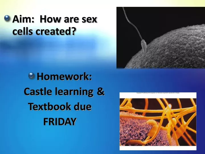 aim how are sex cells created homework castle