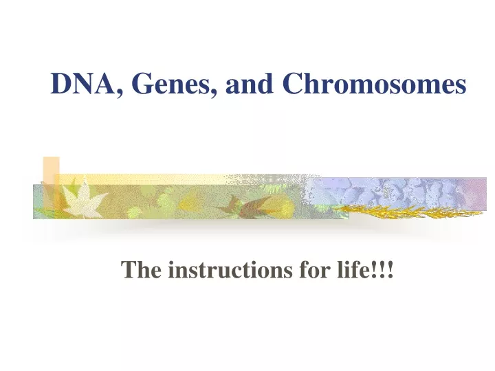 dna genes and chromosomes