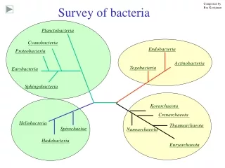 Survey of bacteria