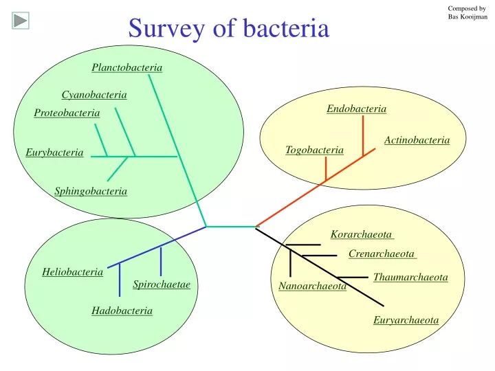 survey of bacteria