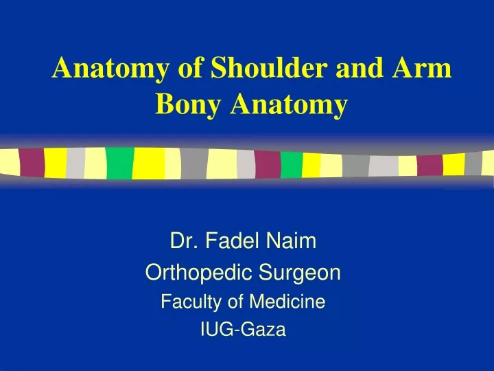 anatomy of shoulder and arm bony anatomy