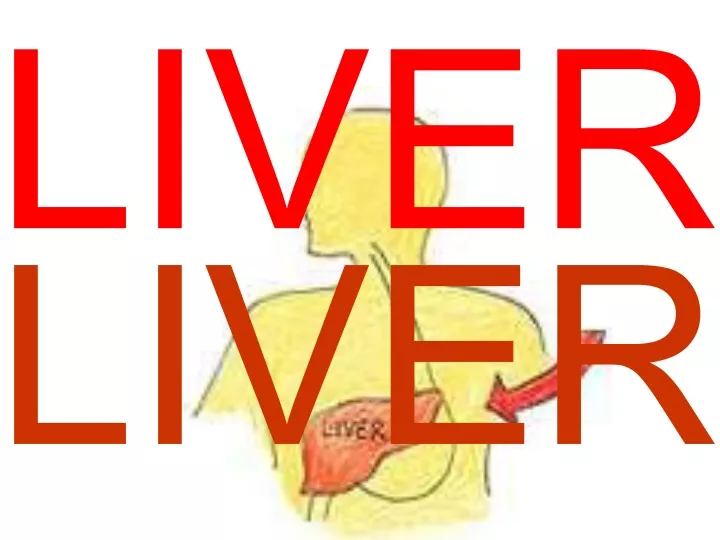 liver