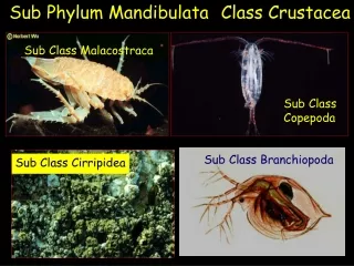 Class Crustacea