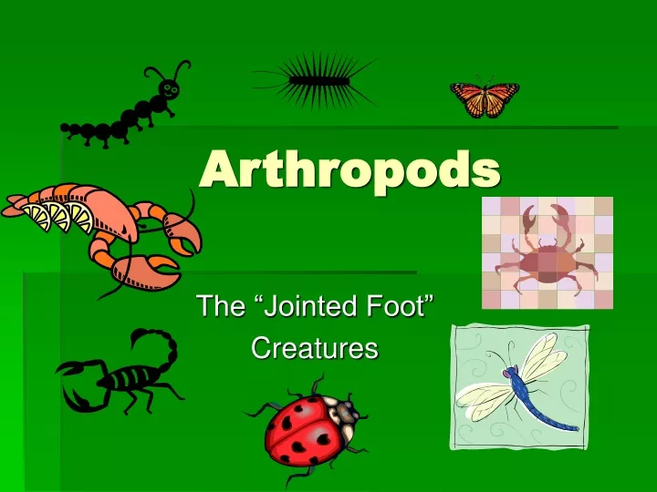 arthropods