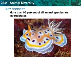 KEY CONCEPT More than 95 percent of all animal species are invertebrates.