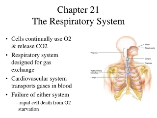 Chapter 21 The Respiratory System