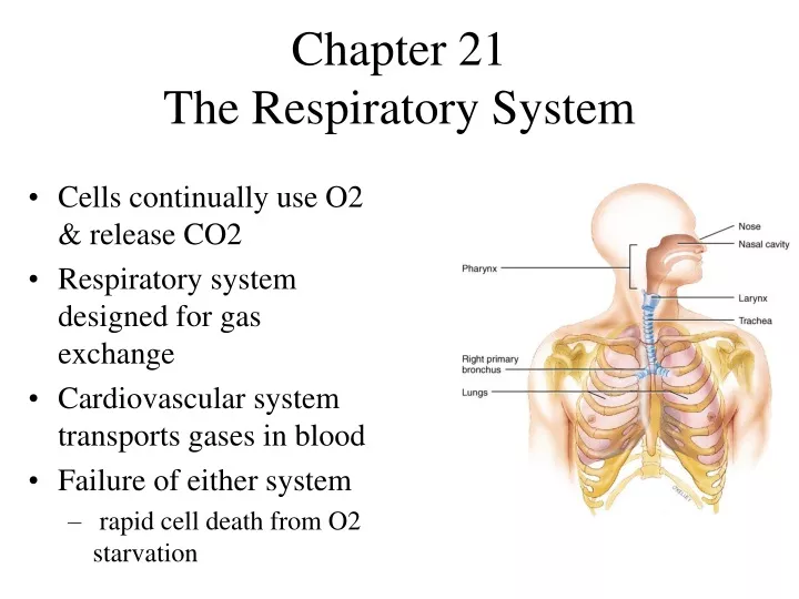 chapter 21 the respiratory system