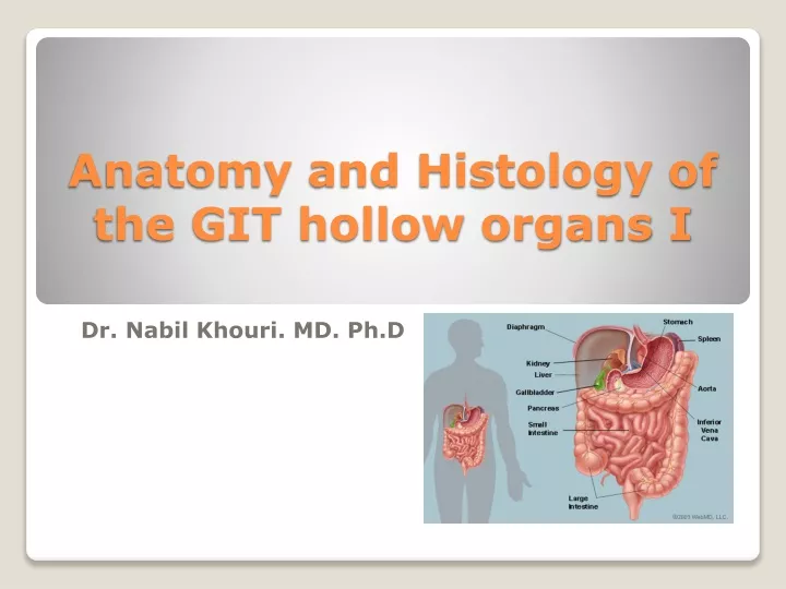 anatomy and histology of the git hollow organs i