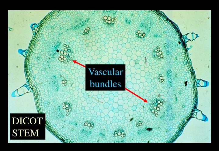 vascular bundle in stem