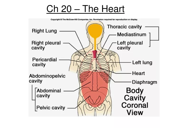ch 20 the heart