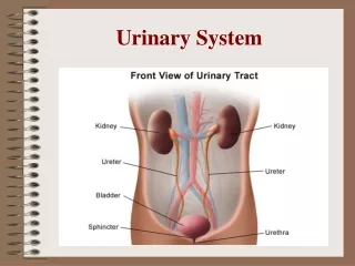 Urinary System