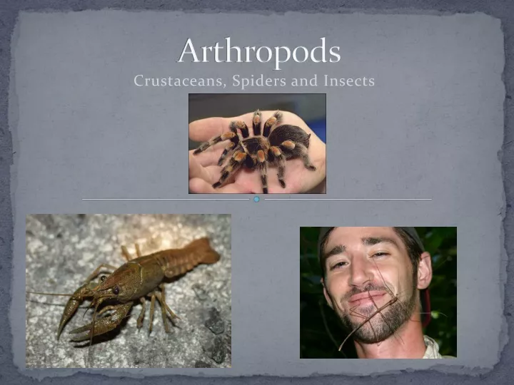 arthropods