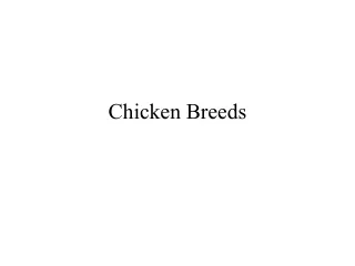Chicken Breeds