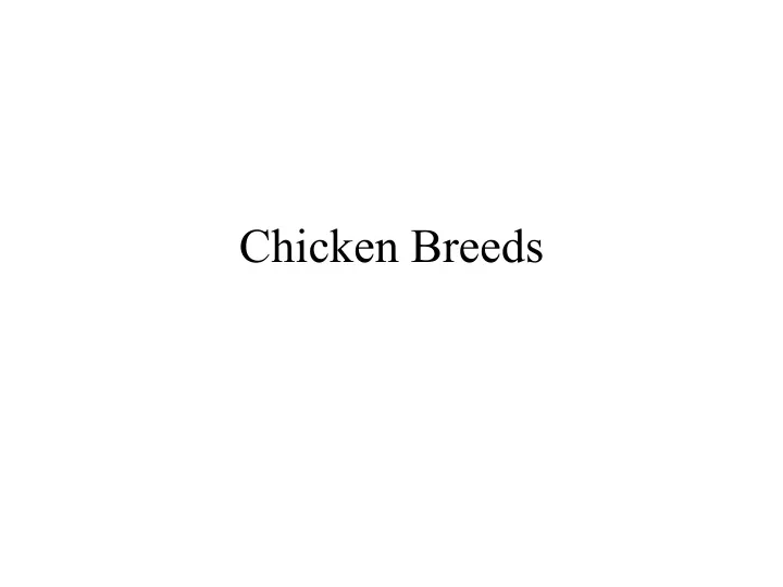 chicken breeds