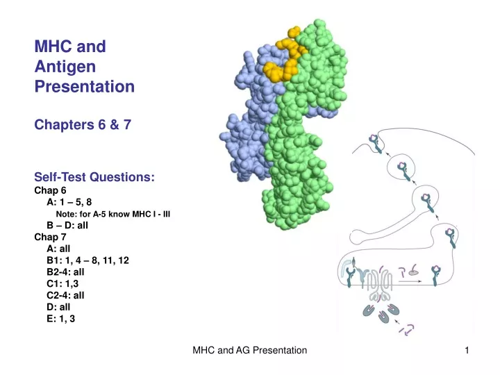 mhc and antigen presentation chapters 6 7