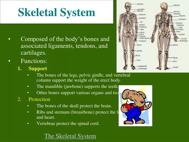 skeletal system