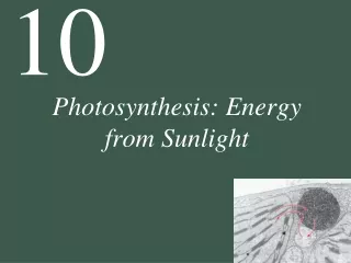 Photosynthesis: Energy  from Sunlight