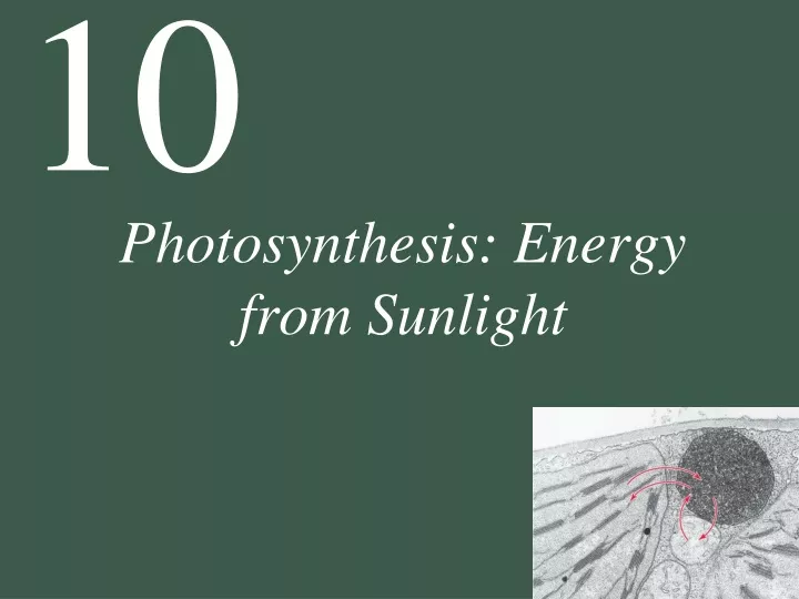 photosynthesis energy from sunlight