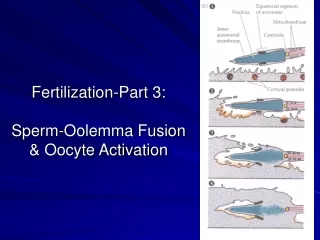 Fertilization-Part 3: Sperm-Oolemma Fusion &amp; Oocyte Activation