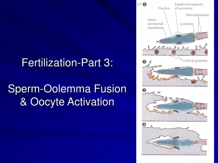 fertilization part 3 sperm oolemma fusion oocyte activation