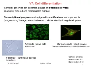 V7: Cell differentiation