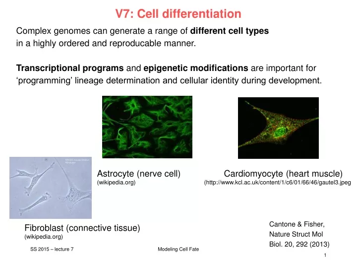 v7 cell differentiation