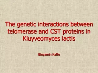The genetic interactions between telomerase and CST proteins in Kluyveomyces lactis