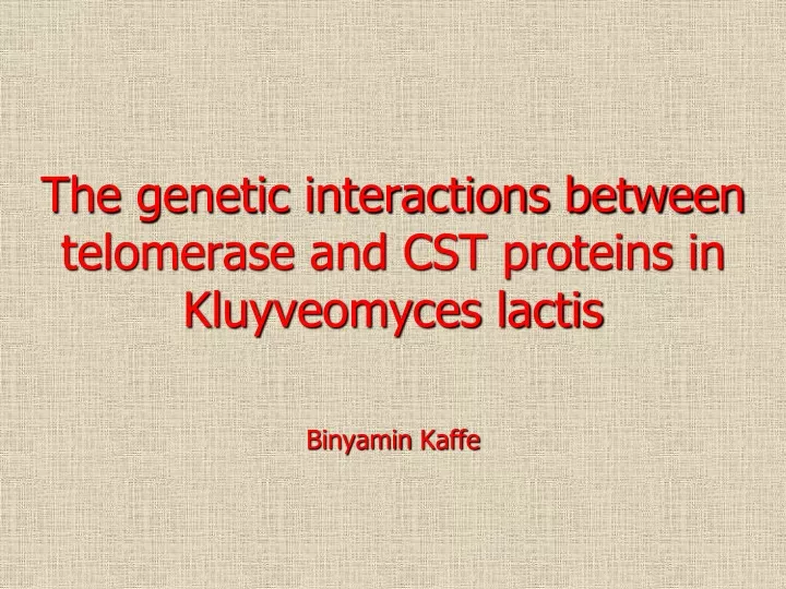 the genetic interactions between telomerase and cst proteins in kluyveomyces lactis