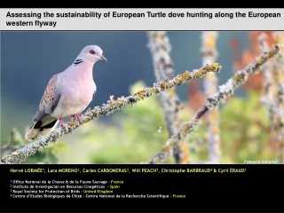 Assessing the sustainability of European Turtle dove hunting along the European western flyway