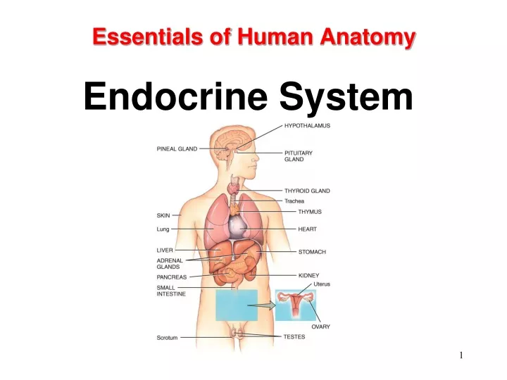essentials of human anatomy endocrine system