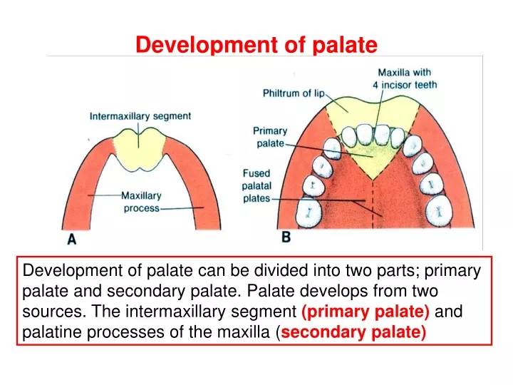 development of palate