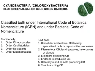 CYANOBACTERIA (CHLOROXYBACTERIA) BLUE GREEN ALGAE OR BLUE GREEN BACTERIA