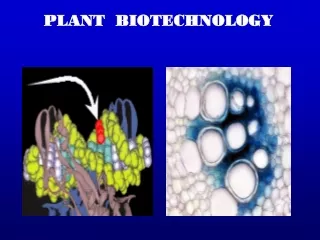 PLANT  BIOTECHNOLOGY