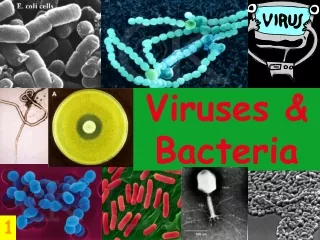 Viruses &amp; Bacteria