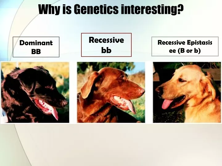 why is genetics interesting