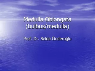 Medulla Oblongata (bulbus/medulla)