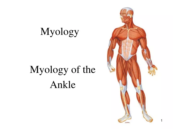 myology