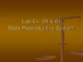 Lab Ex. 59 &amp; 61 Male Reproductive System