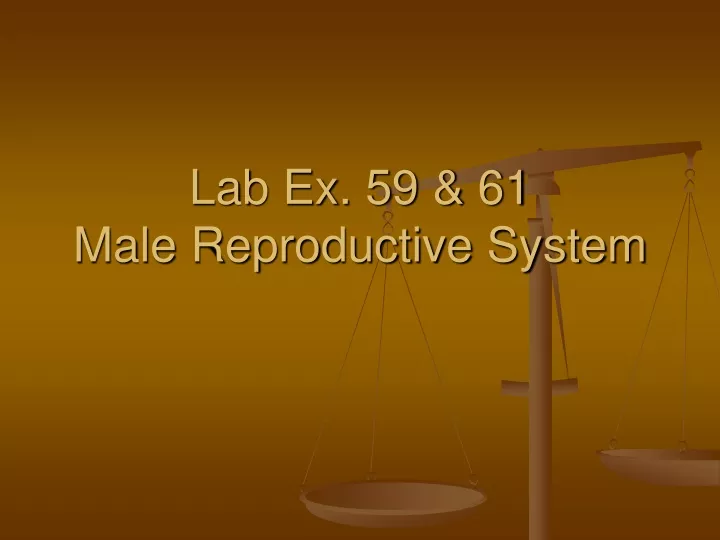 lab ex 59 61 male reproductive system