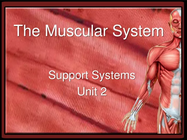 the muscular system