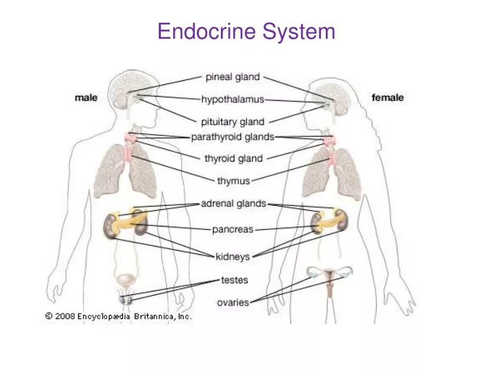 endocrine system