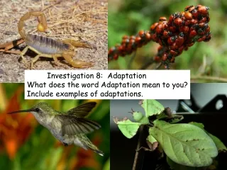 Investigation 8:  Adaptation What does the word Adaptation mean to you?