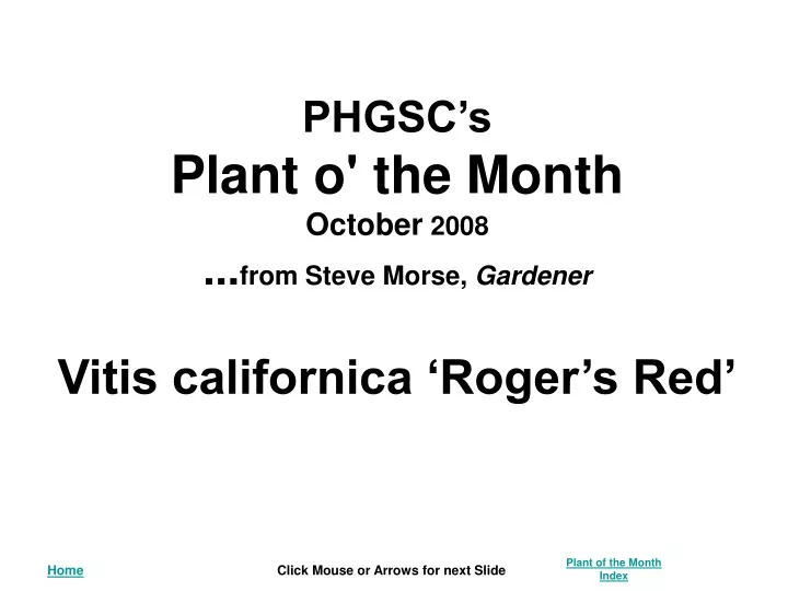 phgsc s plant o the month october 2008 from steve morse gardener vitis californica roger s red