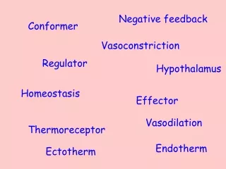 Conformer