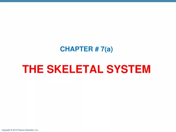 the skeletal system