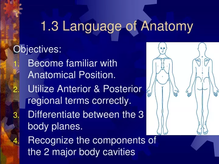1 3 language of anatomy
