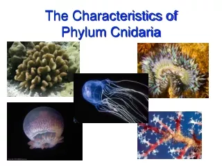 The Characteristics of Phylum Cnidaria